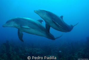 Close close encounters with Dolphins, Nikon D80 with 15mm... by Pedro Padilla 